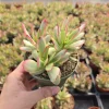 Crassula 'Variegated Money Maker' Live Succulent Plant – 2 or 4 inch Pot – Indoor/Outdoor - Image 1