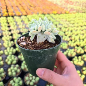 Crested Echeveria Pulvinata Frosty Live Succulent Plant - Unique Velvety Leaves - Image 7