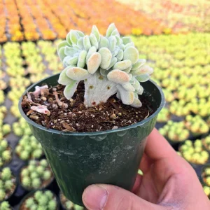 Crested Echeveria Pulvinata Frosty Live Succulent Plant - Unique Velvety Leaves - Image 1