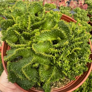 Crested Euphorbia Flanaganii Cristata Live Plant – 4-inch Rare Succulent - Image 2
