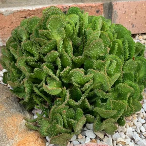 Crested Euphorbia Flanaganii Cristata Live Plant – 4-inch Rare Succulent - Image 3