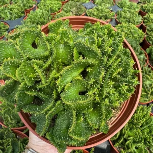 Crested Euphorbia Flanaganii Cristata Live Plant – 4-inch Rare Succulent - Image 1