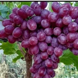 Crimson Seedless Grape Vine Bare Root Plant - Delicious Red Grapes - Image 3