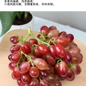 Crimson Seedless Grape Vine Bare Root Plant - Delicious Red Grapes - Image 7