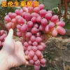 Crimson Seedless Grape Vine Bare Root Plant - Delicious Red Grapes - Image 1