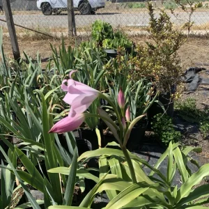 Crinum x Powellii Pink Lily Bulb – Large 3-4” Blooming Age, Fragrant Outdoor Perennial - Image 10