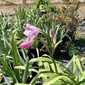 Crinum x Powellii Pink Lily Bulb – Large 3-4” Blooming Age, Fragrant Outdoor Perennial - Image 11