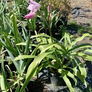 Crinum x Powellii Pink Lily Bulb – Large 3-4” Blooming Age, Fragrant Outdoor Perennial - Image 12