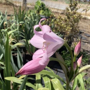 Crinum x Powellii Pink Lily Bulb – Large 3-4” Blooming Age, Fragrant Outdoor Perennial - Image 13