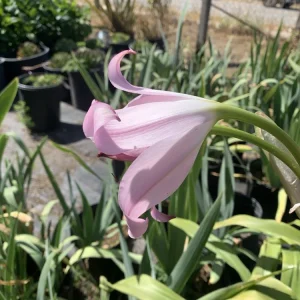 Crinum x Powellii Pink Lily Bulb – Large 3-4” Blooming Age, Fragrant Outdoor Perennial - Image 14