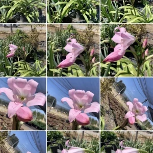 Crinum x Powellii Pink Lily Bulb – Large 3-4” Blooming Age, Fragrant Outdoor Perennial - Image 2