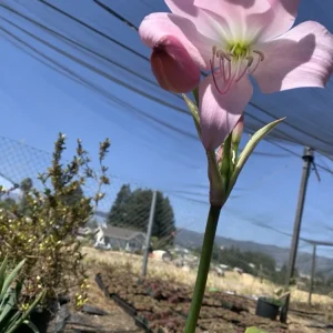 Crinum x Powellii Pink Lily Bulb – Large 3-4” Blooming Age, Fragrant Outdoor Perennial - Image 3