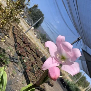 Crinum x Powellii Pink Lily Bulb – Large 3-4” Blooming Age, Fragrant Outdoor Perennial - Image 4