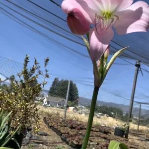 Crinum x Powellii Pink Lily Bulb – Large 3-4” Blooming Age, Fragrant Outdoor Perennial - Image 5