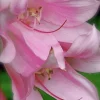 Crinum x Powellii Pink Lily Bulb – Large 3-4” Blooming Age, Fragrant Outdoor Perennial - Image 1