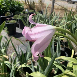 Crinum x Powellii Pink Lily Bulb – Large 3-4” Blooming Age, Fragrant Outdoor Perennial - Image 6