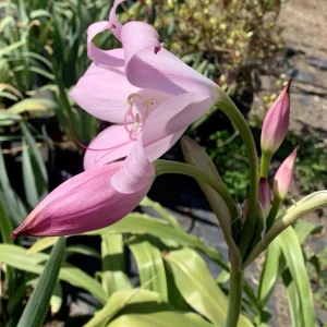Crinum x Powellii Pink Lily Bulb – Large 3-4” Blooming Age, Fragrant Outdoor Perennial - Image 7