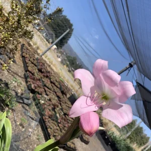 Crinum x Powellii Pink Lily Bulb – Large 3-4” Blooming Age, Fragrant Outdoor Perennial - Image 8