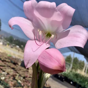 Crinum x Powellii Pink Lily Bulb – Large 3-4” Blooming Age, Fragrant Outdoor Perennial - Image 9