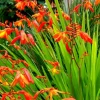 Crocosmia Montbretian Orange Red 15 Flower Bulbs - Outdoor - Image 1