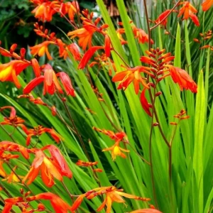 Crocosmia Montbretian Orange Red 15 Flower Bulbs - Outdoor - Image 1