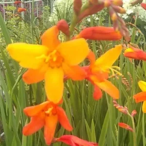Crocosmia Montbretian Orange Red 15 Flower Bulbs - Outdoor - Image 2