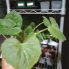 Crookneck Yellow Squash Live Plants – 2 Pack – 4 inch Pot – Vegetable Garden - Image 1