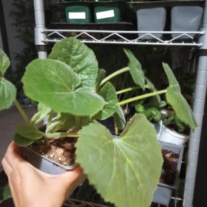 Crookneck Yellow Squash Live Plants – 2 Pack – 4 inch Pot – Vegetable Garden - Image 2