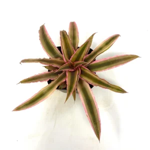 Cryptanthus bivittatus 'Pink Starlite' Earth Star Plant - Live Bromeliad Indoor - Image 2