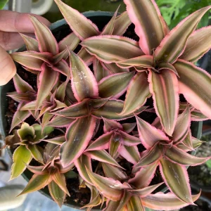 Cryptanthus bivittatus 'Pink Starlite' Earth Star Plant - Live Bromeliad Indoor - Image 3