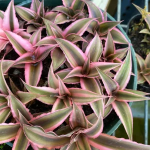 Cryptanthus bivittatus 'Pink Starlite' Earth Star Plant - Live Bromeliad Indoor - Image 4