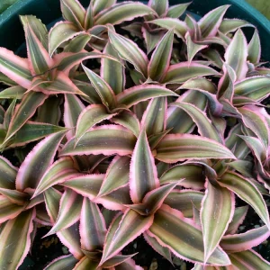 Cryptanthus bivittatus 'Pink Starlite' Earth Star Plant - Live Bromeliad Indoor - Image 5