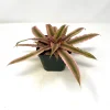 Cryptanthus bivittatus 'Pink Starlite' Earth Star Plant - Live Bromeliad Indoor - Image 1