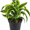 Curly Dracaena Lemon Live Plant – Twisted Houseplant – 4 Inch Pot – Indoor - Image 1