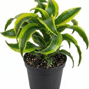 Curly Dracaena Lemon Live Plant – Twisted Houseplant – 4 Inch Pot – Indoor - Image 1