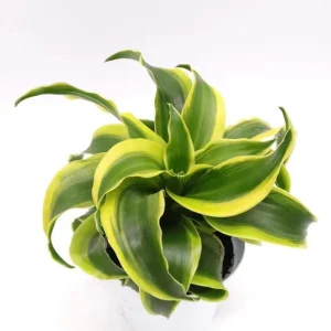 Curly Dracaena Lemon Live Plant – Twisted Houseplant – 4 Inch Pot – Indoor - Image 7