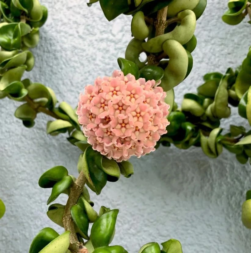 Curly Hoya Live Plant - Twisted Rope Hoya Carnosa Compacta - 4" Pot - Image 2
