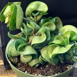 Curly Hoya Live Plant - Twisted Rope Hoya Carnosa Compacta 4