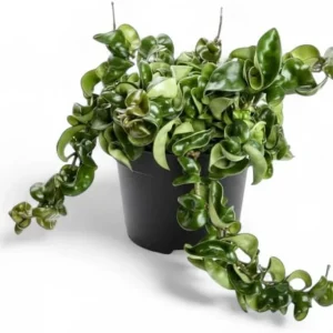 Curly Hoya Live Plant - Twisted Rope Hoya Carnosa Compacta - 4