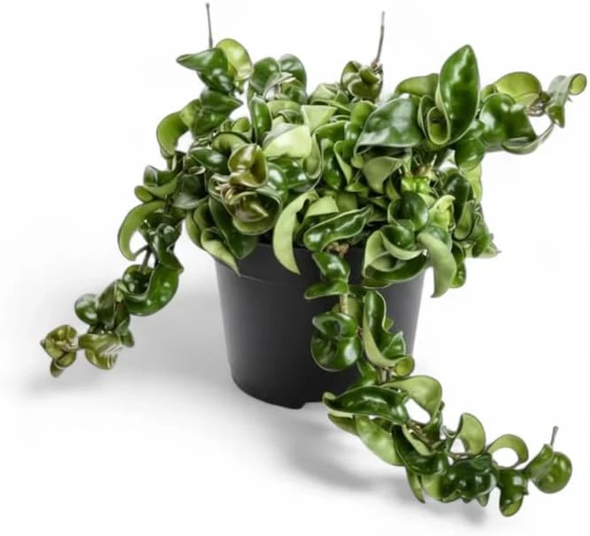 Curly Hoya Live Plant - Twisted Rope Hoya Carnosa Compacta - 4" Pot - Image 3