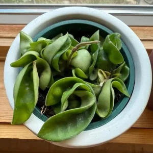 Curly Hoya Live Plant - Twisted Rope Hoya Carnosa Compacta 4