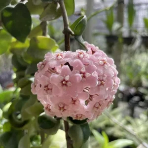 Curly Hoya Live Plant - Twisted Rope Hoya Carnosa Compacta - 4