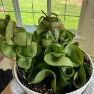 Curly Hoya Live Plant - Twisted Rope Hoya Carnosa Compacta 4