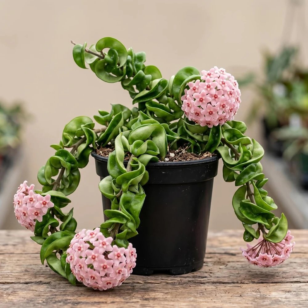 Curly Hoya Live Plant - Twisted Rope Hoya Carnosa Compacta 4" Pot - Image 1