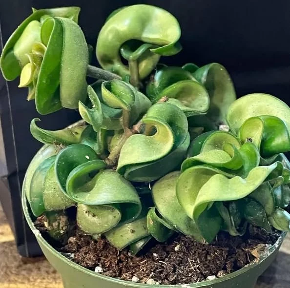 Curly Hoya Live Plant - Twisted Rope Hoya Carnosa Compacta - 4" Pot - Image 7