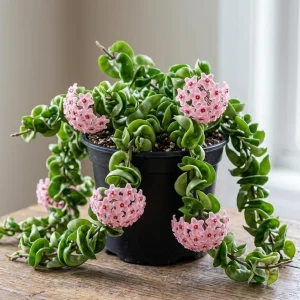 Curly Hoya Live Plant - Twisted Rope Hoya Carnosa Compacta - 4