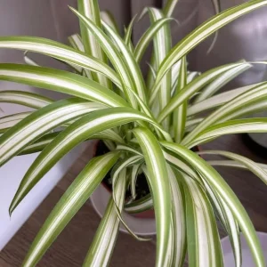 Curly Spider Plant Live – Air Purifying Indoor Houseplant – Chlorophytum 'Bonnie' – 2 inch Pot - Image 3