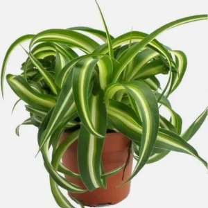 Curly Spider Plant Live – Air Purifying Indoor Houseplant – Chlorophytum 'Bonnie' – 2 inch Pot - Image 5