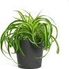Curly Spider Plant Live – Air Purifying Indoor Houseplant – Chlorophytum 'Bonnie' – 2 inch Pot - Image 1