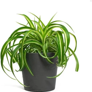 Curly Spider Plant Live Houseplant - Chlorophytum Indoor Plant 4